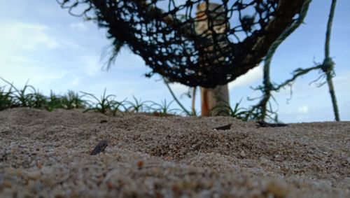 Close-up of tree trunk on field against sky