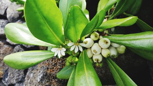 Close-up of flowers