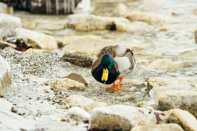 Close-up of birds perching on rock