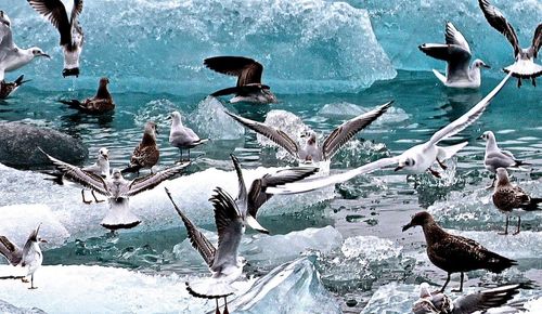 Bird flying over water