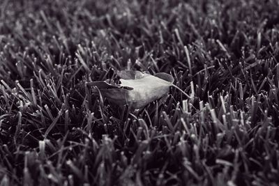 Close-up of fresh green grass in field