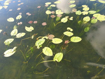 High angle view of lotus water lily in lake