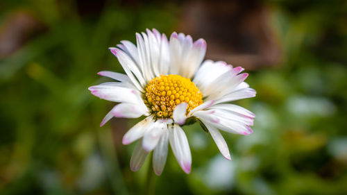 Close-up of purple flower