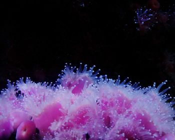 Close-up of pink underwater