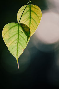 Close-up of leaf floating on water