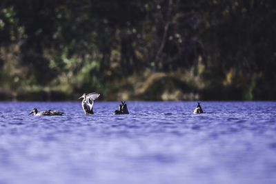 Ducks in a lake