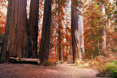 Trees in forest during autumn