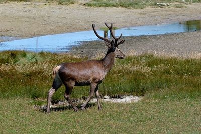 Deer in a field