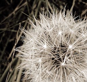 Close-up of dandelion