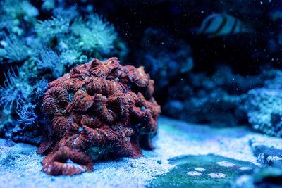 Close-up of coral in sea