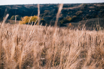 Close-up of stalks in field