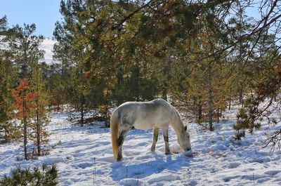 Horse on tree against sky