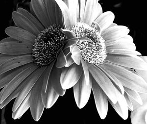 Close-up of flower blooming outdoors