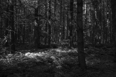 Trees in forest