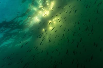 Fish swimming in sea