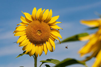 Close-up of sunflower and bee