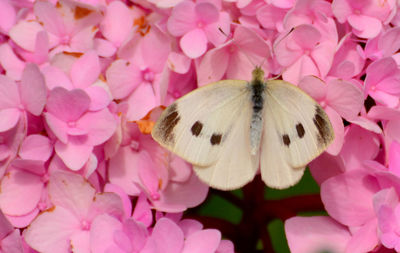 Close-up of butterfly pollinating on pink flower