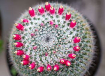 Close-up of cactus