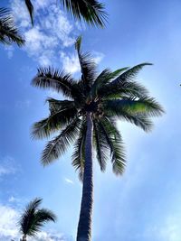 Low angle view of palm tree against blue sky