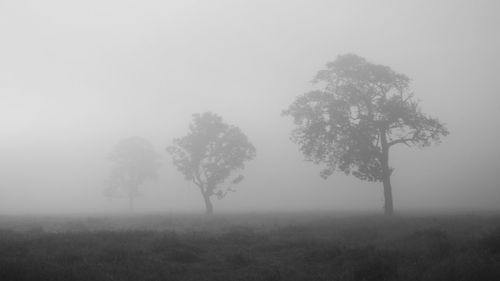 Trees on field in foggy weather