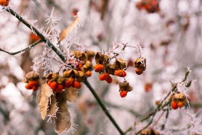 Close-up of frost on red berry tree