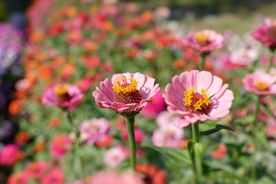 Close-up of pink flowering plant in park