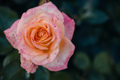 Close-up of pink rose