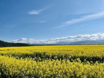 Scenic view of oilseed rape field against sky