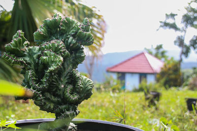 Close-up of plant against house on field