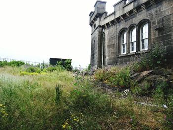 Plants growing in front of building