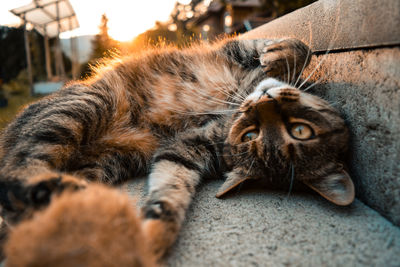 Close-up portrait of cat resting on footpath during sunset