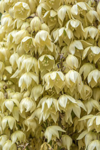 Full frame shot of white flowering plant