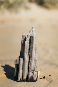 Close-up of wooden log on sand at beach
