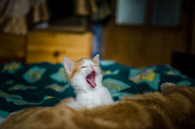 Cat sleeping on bed at home