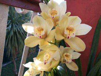 Close-up of flowers