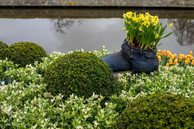 Close-up of yellow flowering plants by water