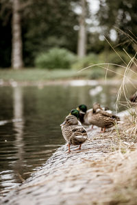 Close-up of birds in lake