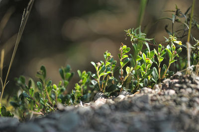 Close-up of plants growing on field