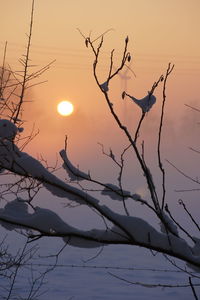 Silhouette bare tree against orange sky