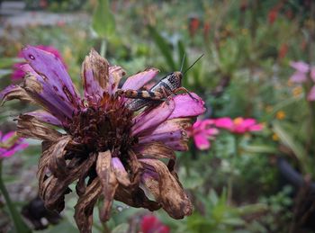 Close-up of butterfly pollinating on pink flower