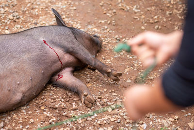 Human hand feeding outdoors