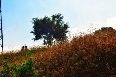 Trees on landscape against sky