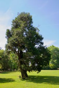 Trees on field against sky