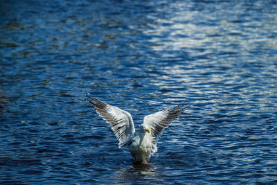 Seagulls flying over sea