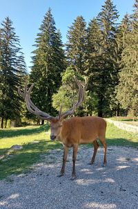 Deer standing on field