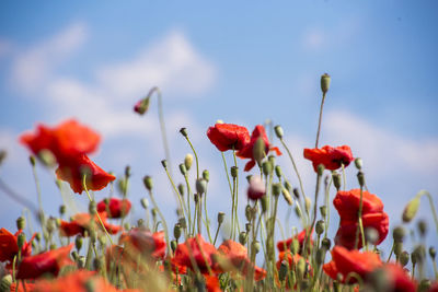 Close-up of poppies blooming on field against sky