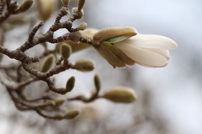 Close-up of white flowering plant