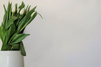 Close-up of white flower vase against wall