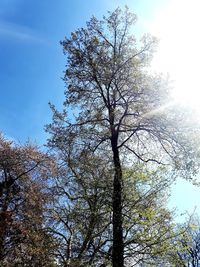Low angle view of cherry blossoms against sky