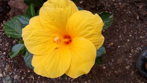 Close-up of yellow flower blooming outdoors